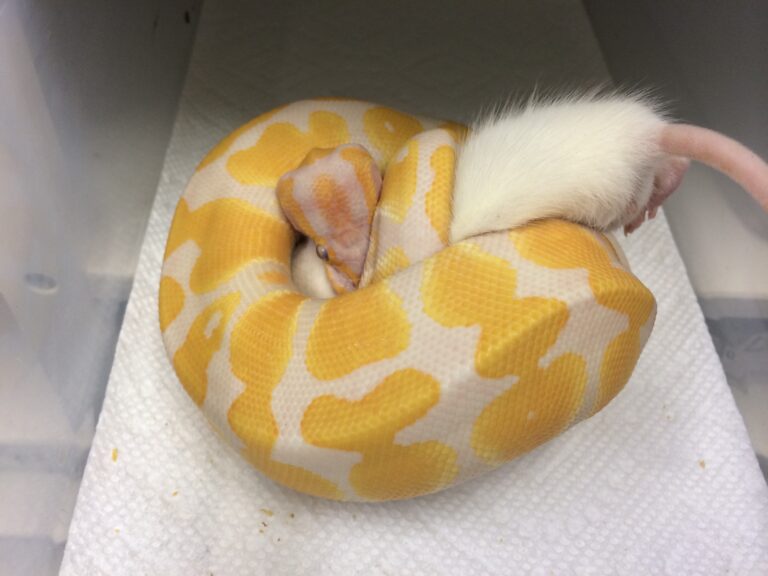 The Psychology of Problem Feeders – Get your Ball Python eating again
