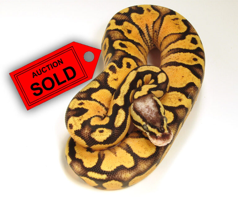 Do Auctions Damage the Reptile Industry?