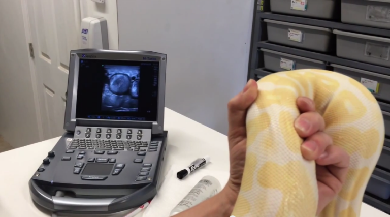 JKR Pro Tips: Ultrasounding Ball Pythons (updated with part 2!)