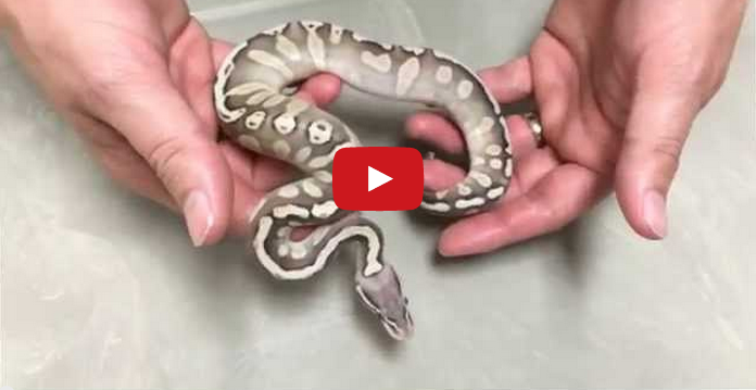 Morphs 101 – Pastel Lesser GHI