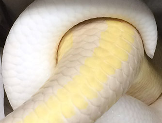 2015 Breeding Season is underway!