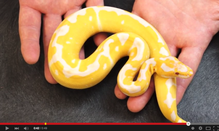 It’s here! New video from MaBalls featuring J. Kobylka Reptiles!