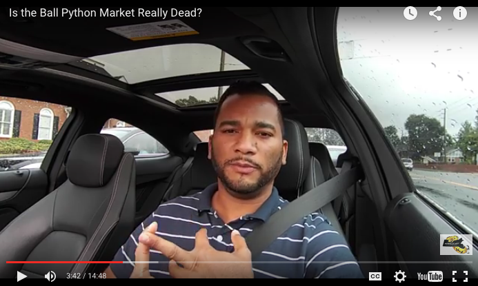 Justin’s Video Pick: “Is the Ball Python Market Really Dead?”