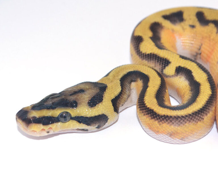 The first JKR Enchi Pied combos have landed!