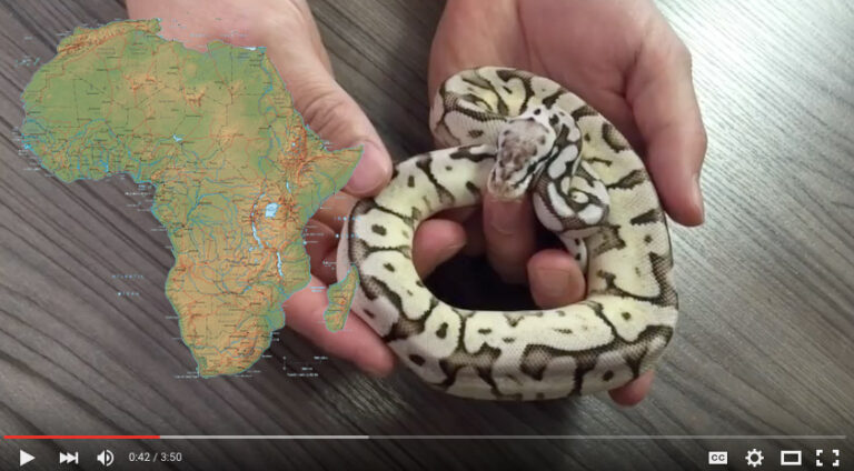 South African Ball Pythons? JKR Investigates