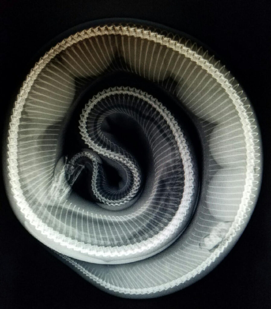 Understanding Allelic Genes in Ball Pythons – Kinova Reptiles