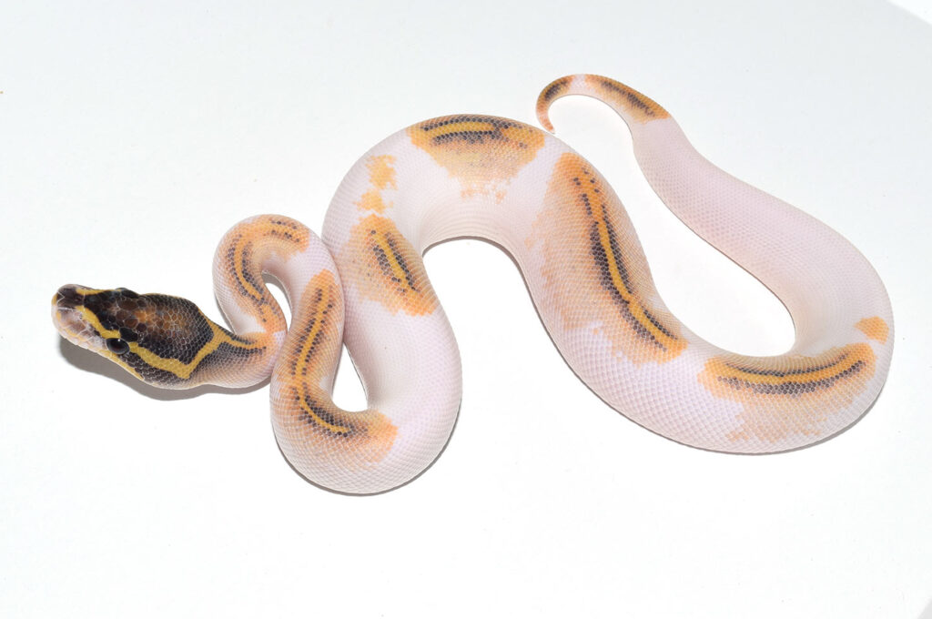 Introducing: The Suma Pied – Kinova Reptiles