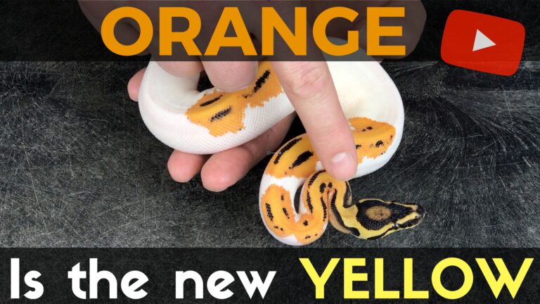Orange is the New Yellow!