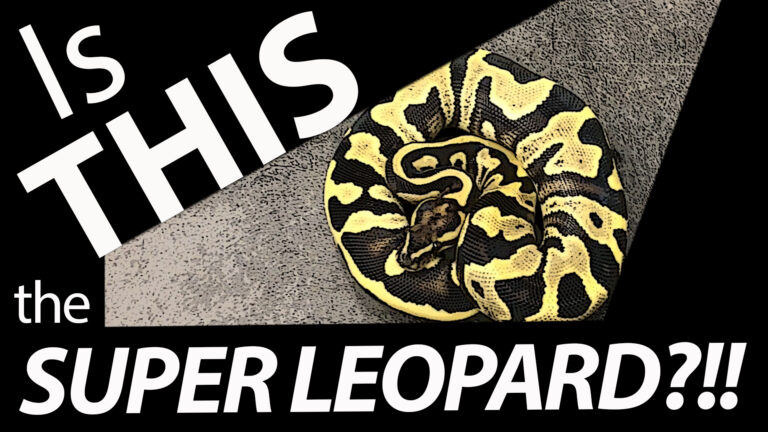 Unraveling the Super Leopard here at JKR!