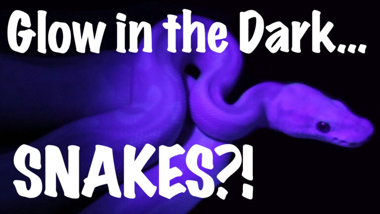 Glow in the Dark Snakes?! – Morphs 101 from South Africa