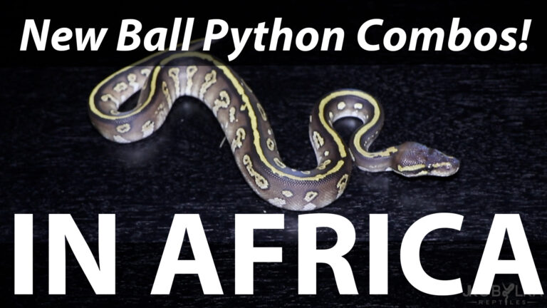 New Ball Python Combos – On Location in South Africa!