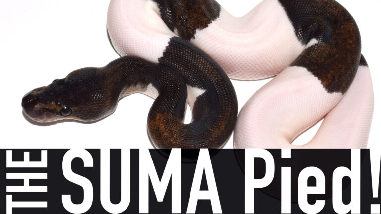 STORYTIME: The SUMA Pied project!