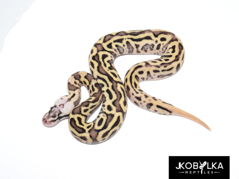 Redstripe Ball Python! – Project Overview (updated combos! 3/14/17)