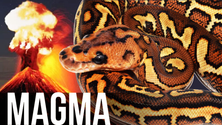 MAGMA IS HERE! + The POMPEII – the snake the shocked JKR