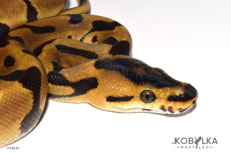 All about Jungle Womas – Spilling the details on this awesome morph.