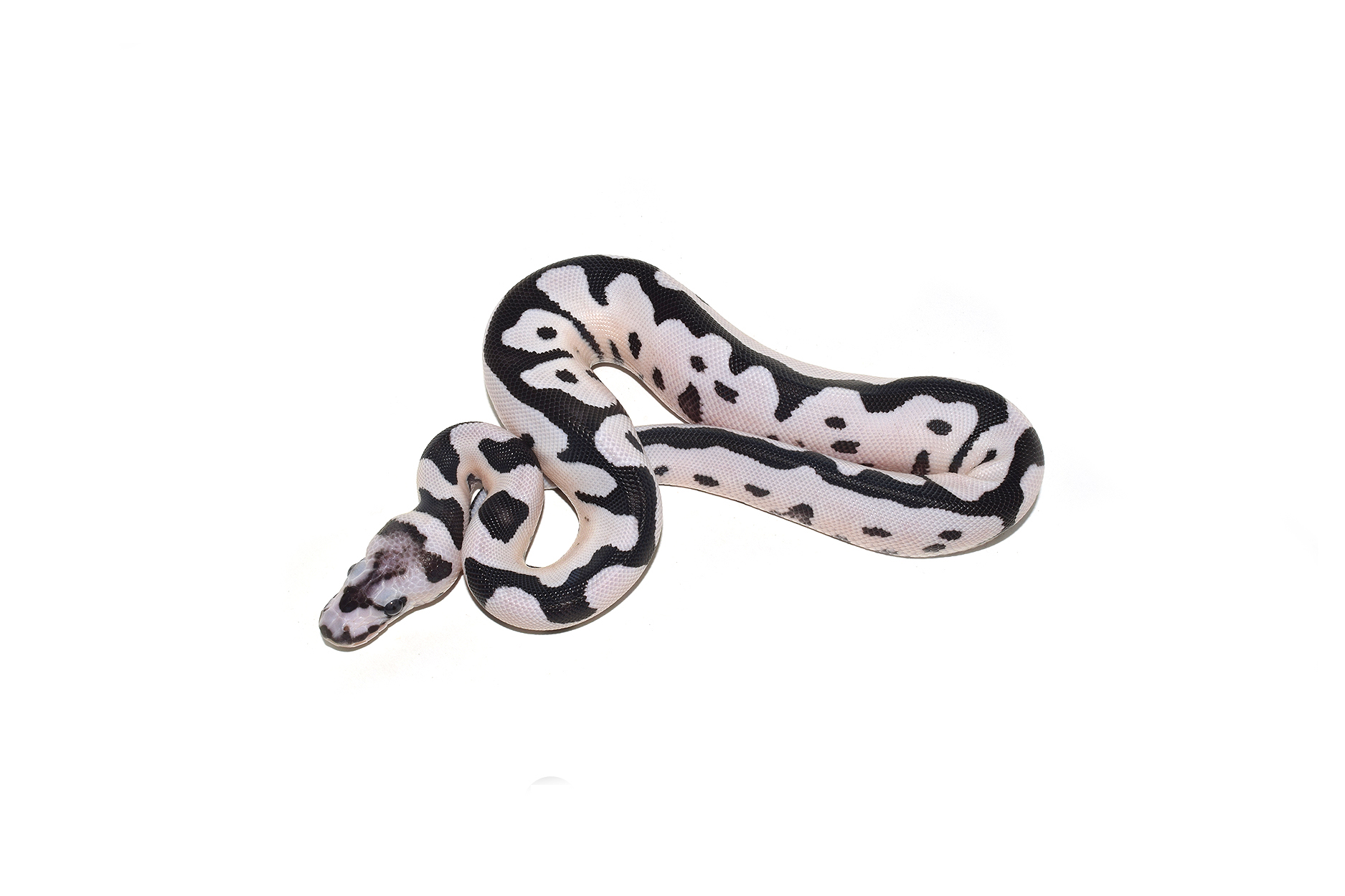 Kinova reptiles the world s leading ball python designer 