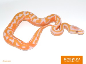 Extreme Low White Dreamsicle (Lavender Piebald)