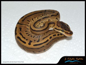 Leopard Pinstripe Ball Python