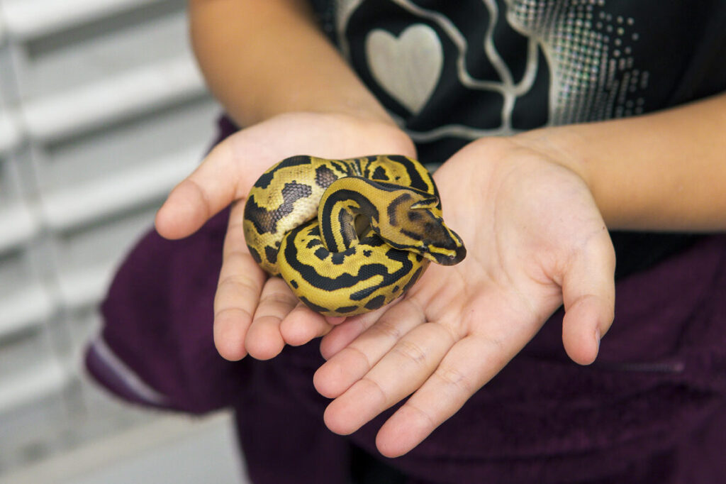 The Ultimate Ball Python Care Guide – Kinova Reptiles