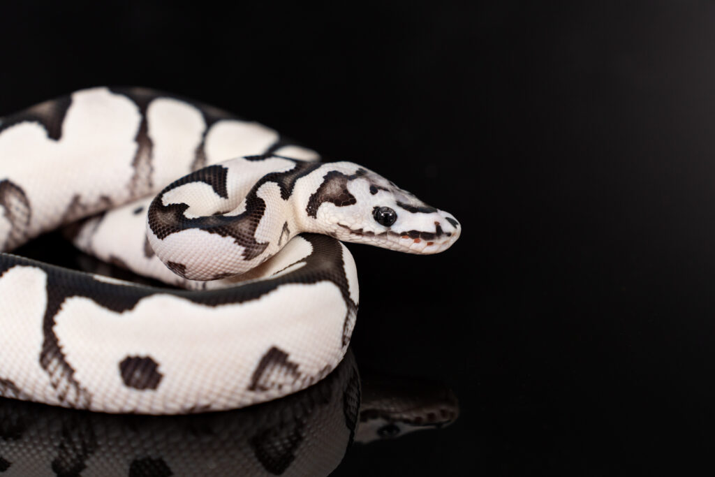 Kinova Reptiles – The world's leading ball python designer.